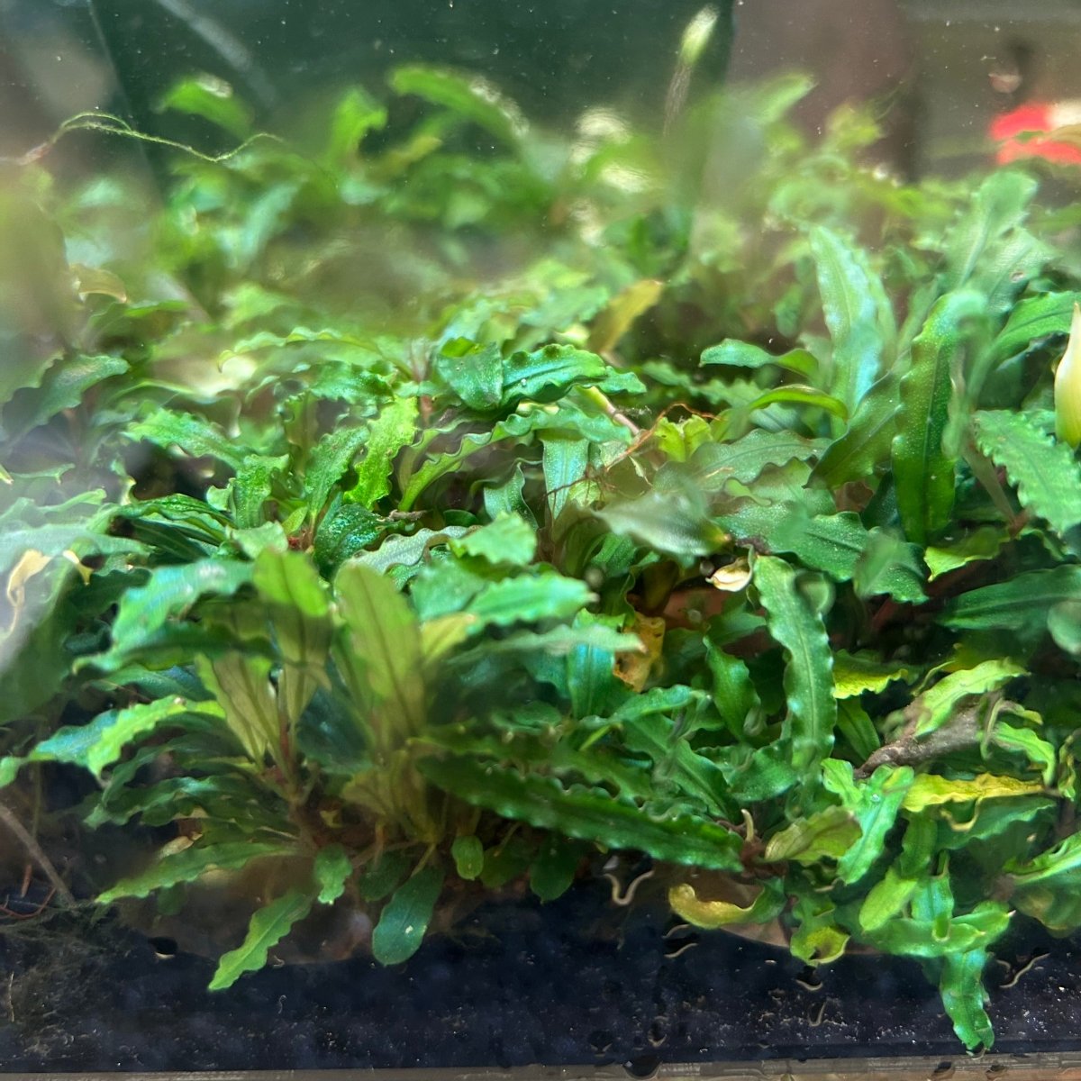 Bucephalandra