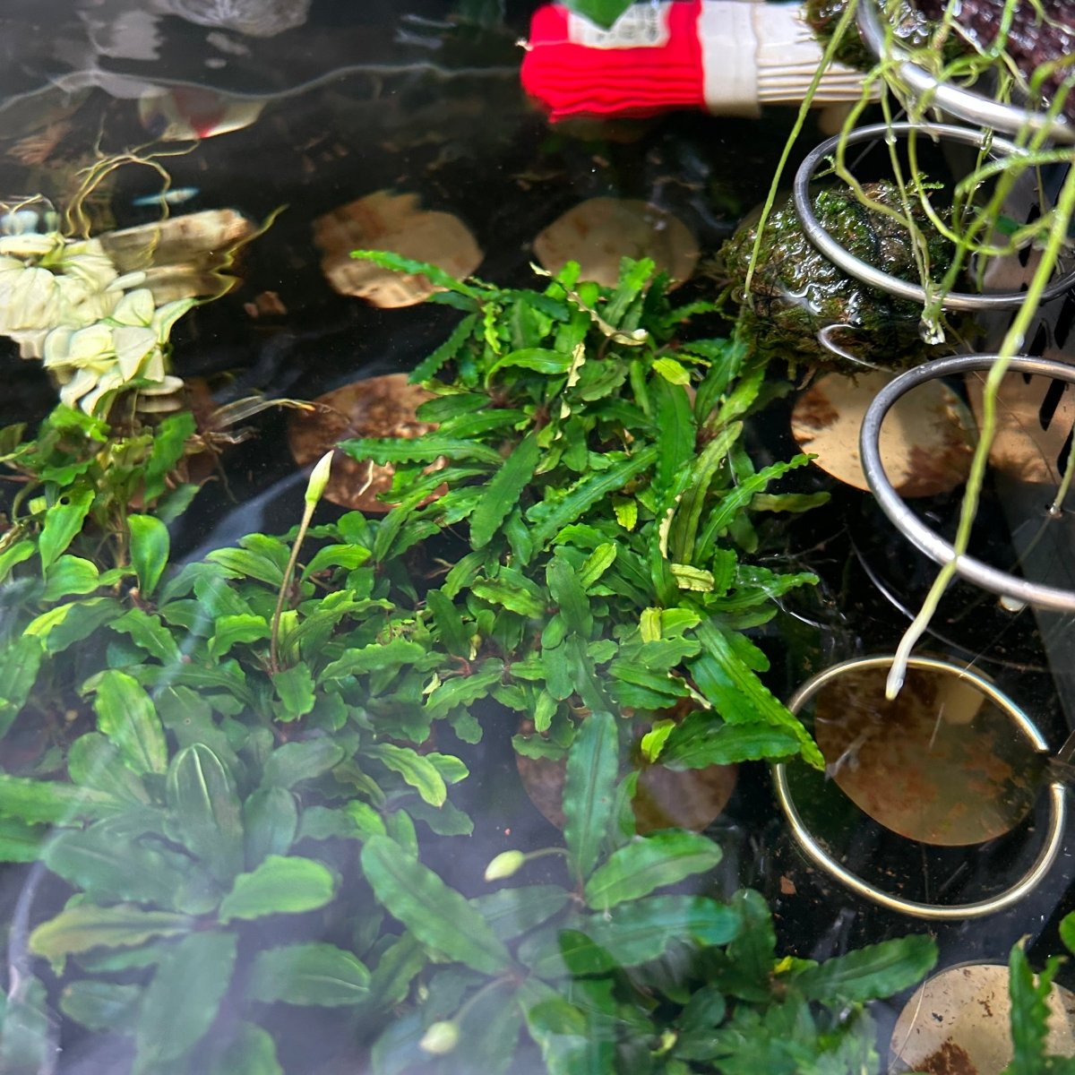 Bucephalandra