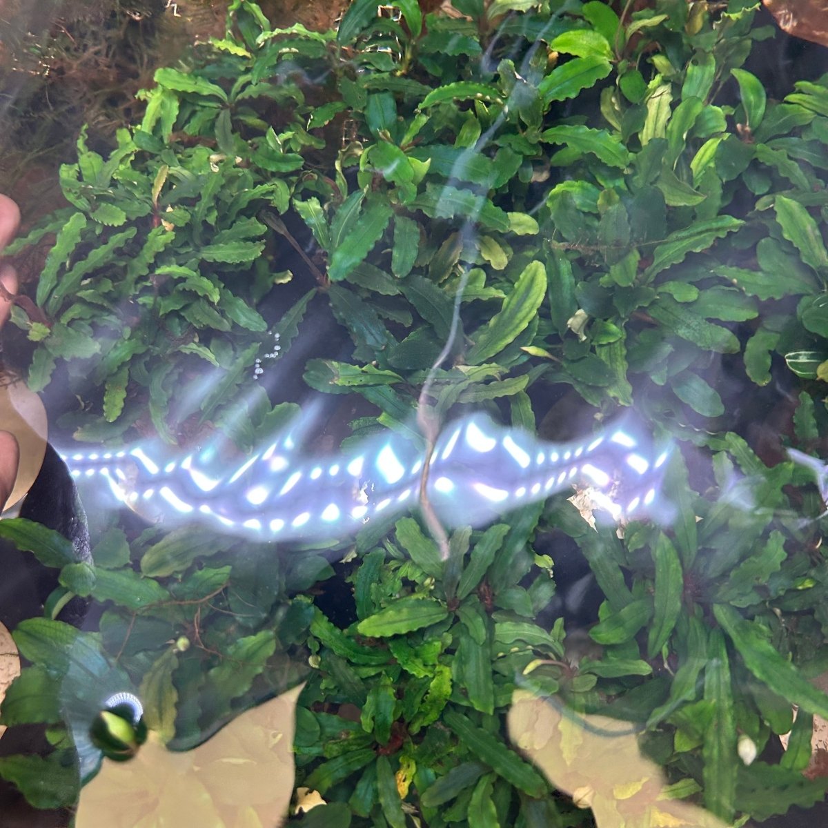 Bucephalandra