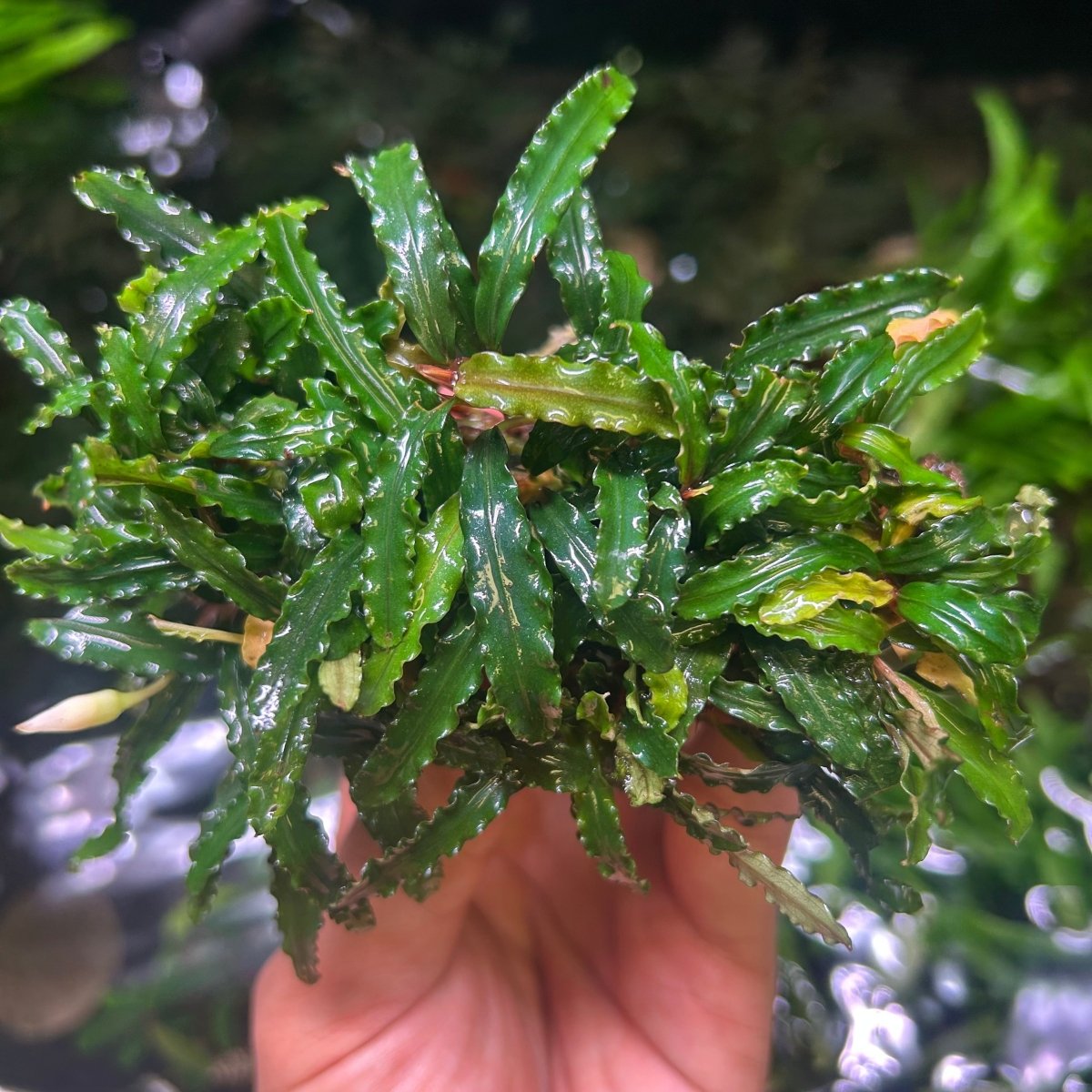Bucephalandra Catherinae Green - Big clumps