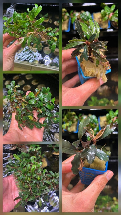 Bucephalandra Package justfishything