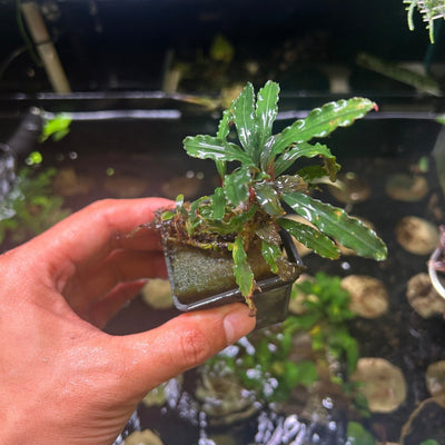 Bucephalandra Pot - Random Type justfishything