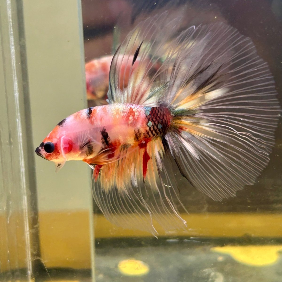 Candy Koi Halfmoon - Male Betta 085