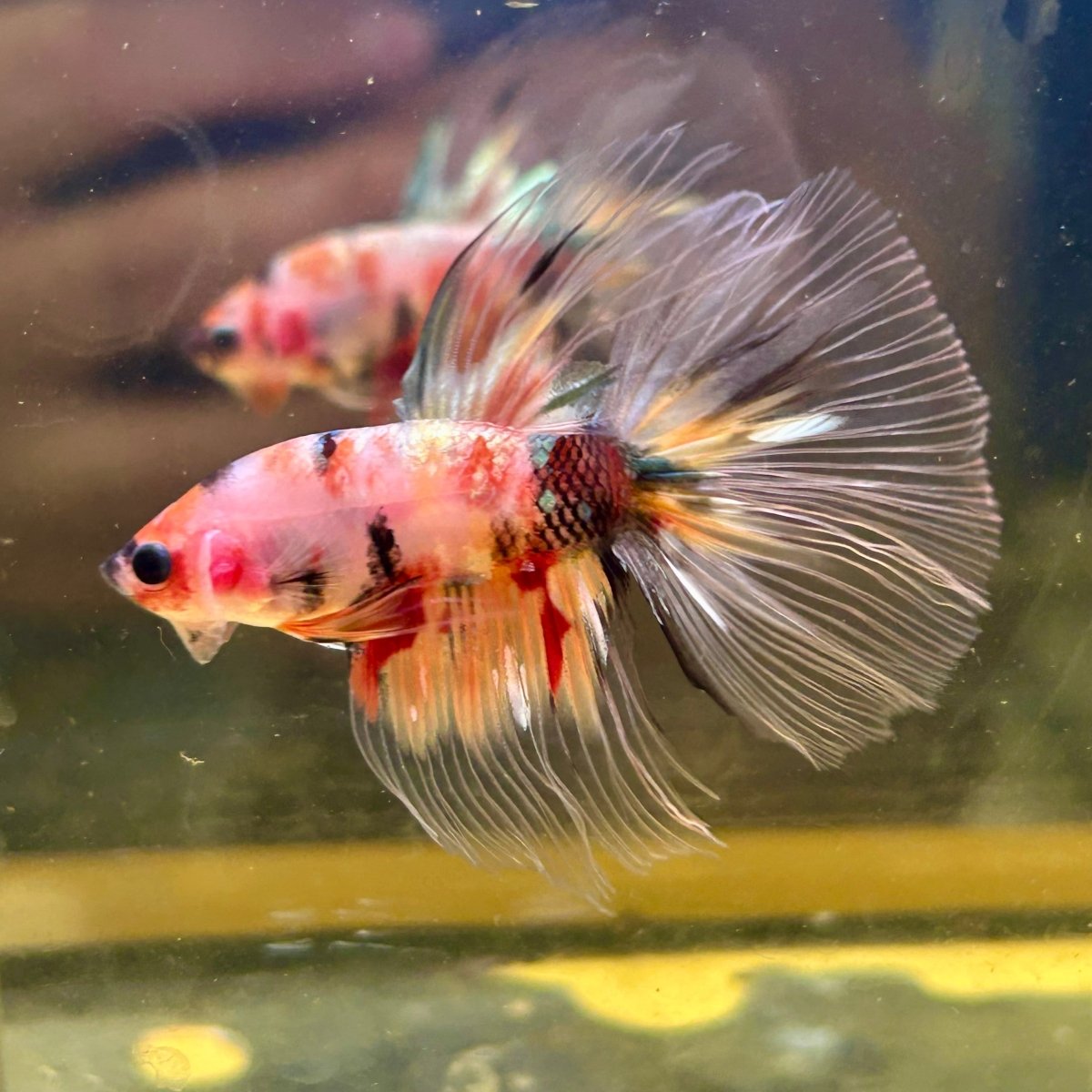Candy Koi Halfmoon - Male Betta 085