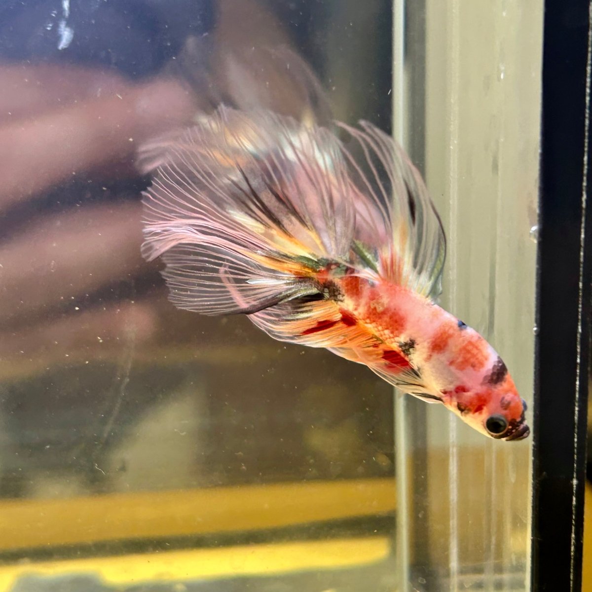 Candy Koi Halfmoon - Male Betta 085