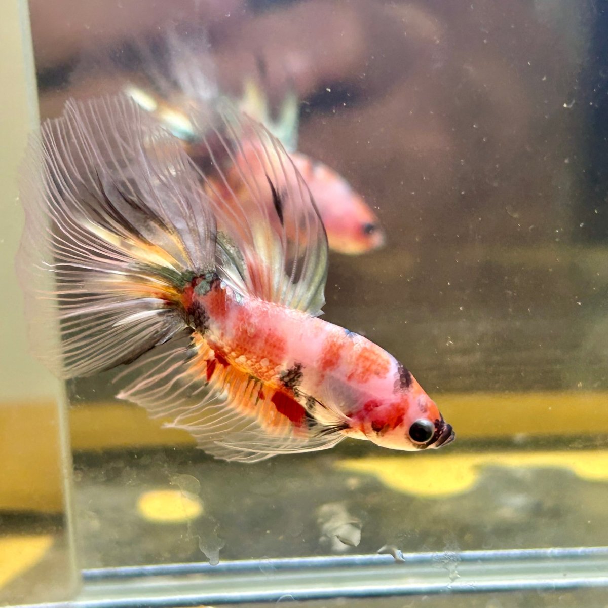Candy Koi Halfmoon - Male Betta 085