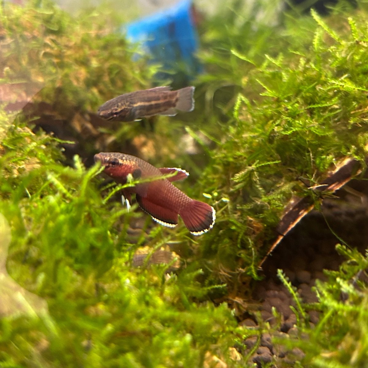 channoides Snake Head - Betta Wild Type - Mouth Breeder