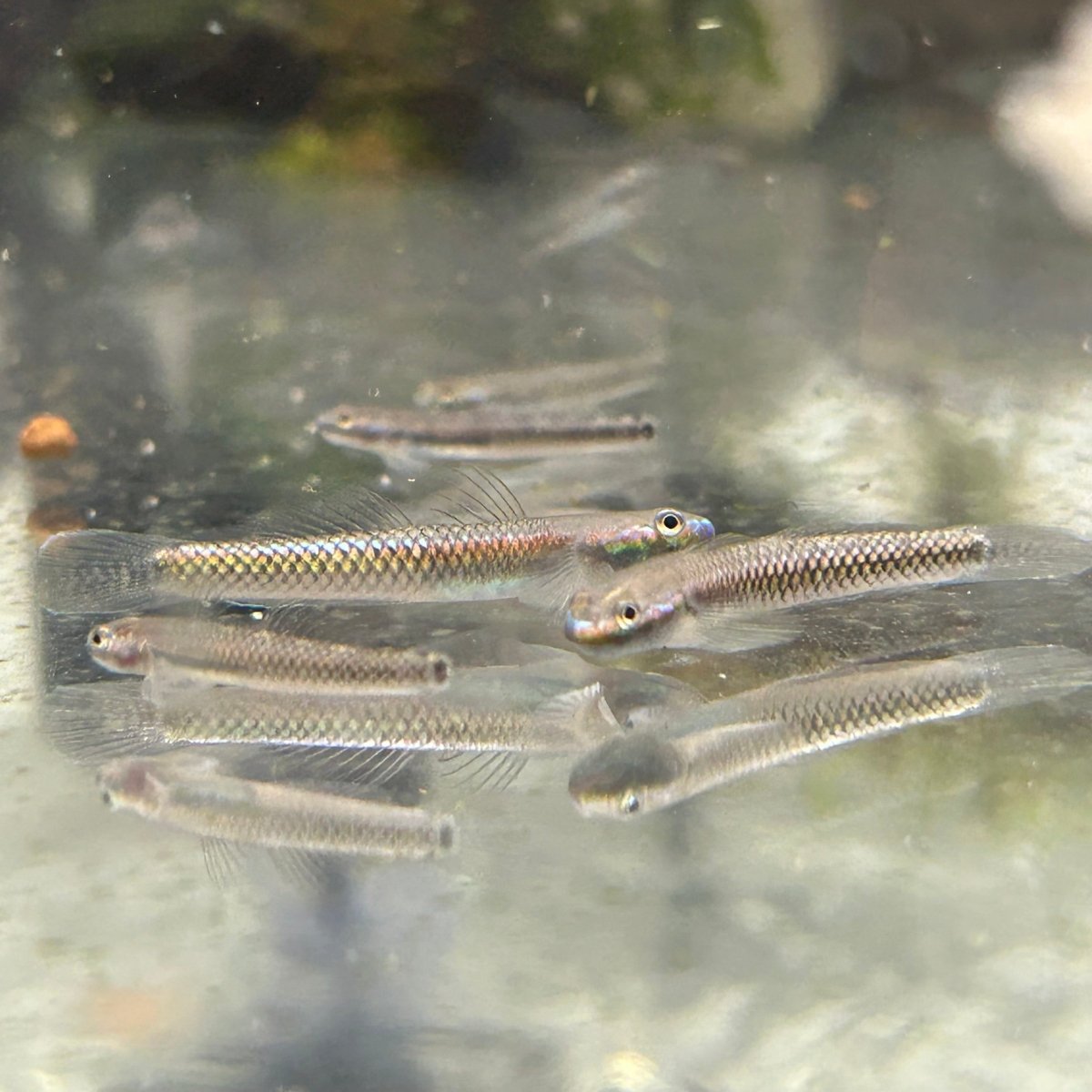 Cobalt Blue Dwarf Goby (Stiphodon semoni)