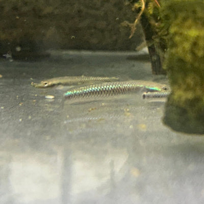 Cobalt Blue Dwarf Goby (Stiphodon semoni)