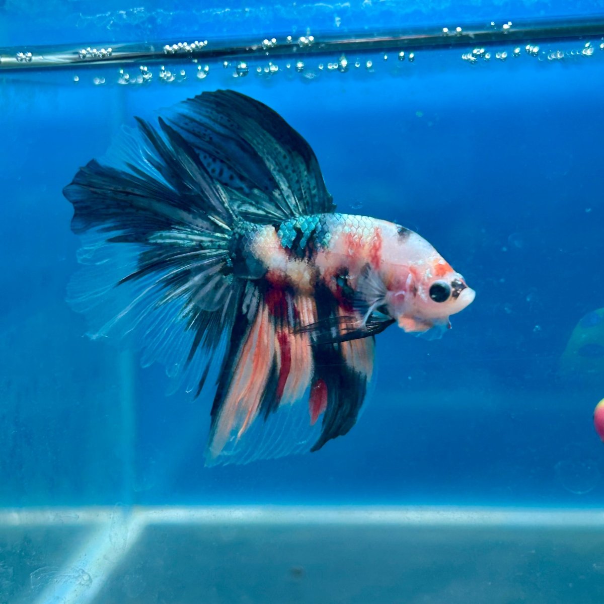 Copper Koi Halfmoon - Male Betta 040