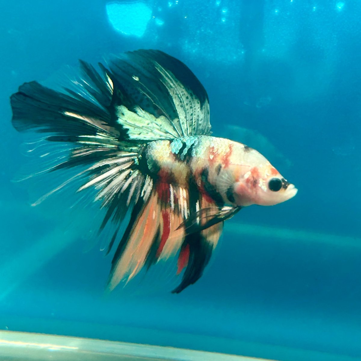 Copper Koi Halfmoon - Male Betta 040