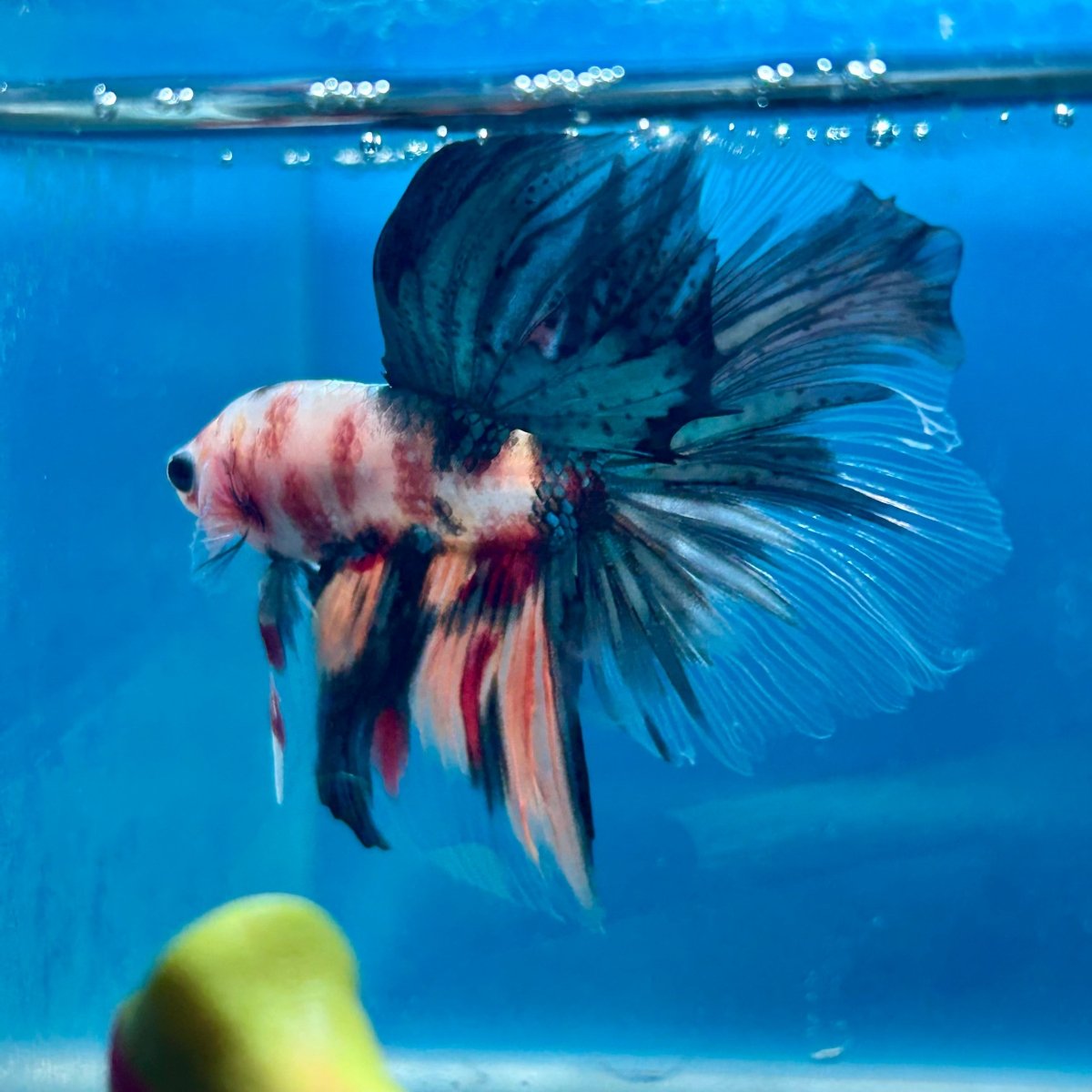 Copper Koi Halfmoon - Male Betta 040
