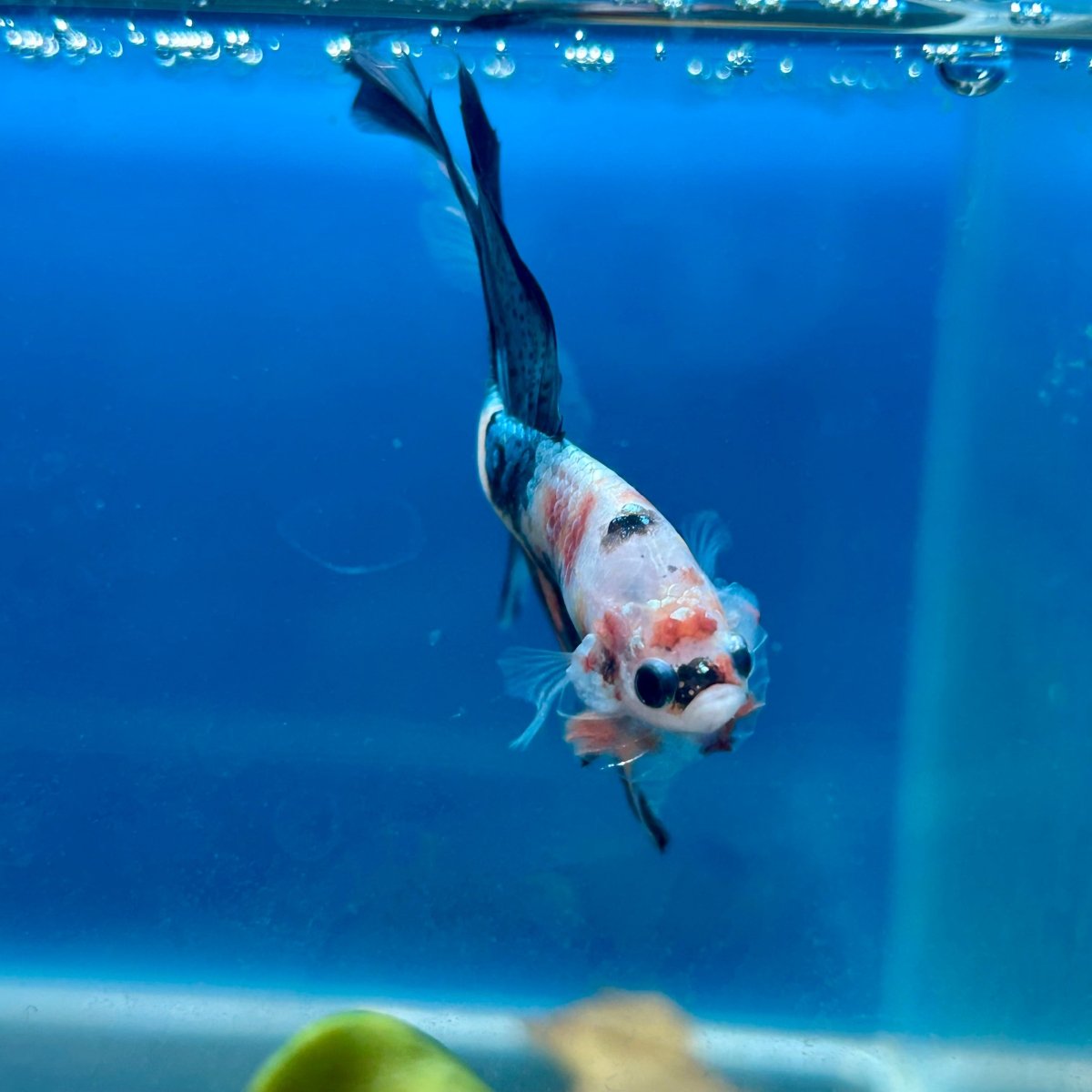 Copper Koi Halfmoon - Male Betta 040
