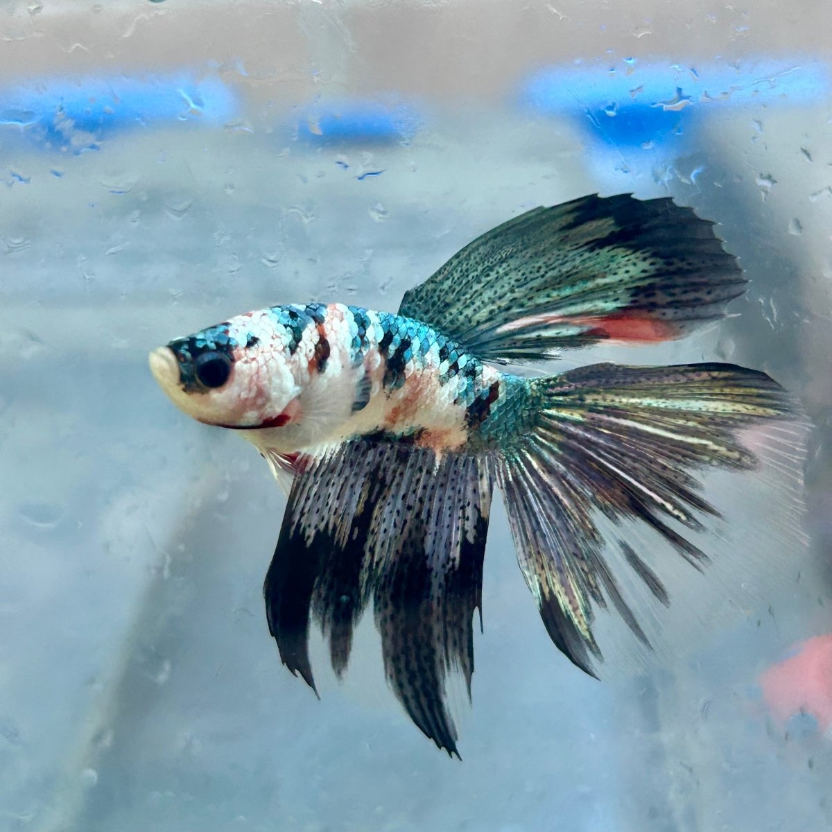 Copper Koi Halfmoon - Male Betta 058