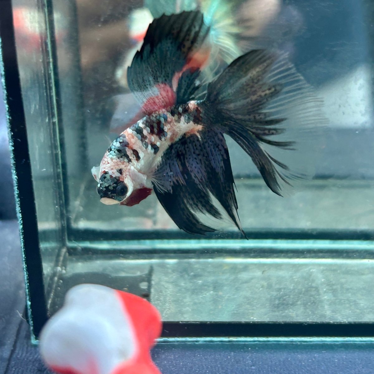 Copper Koi Halfmoon - Male Betta 058