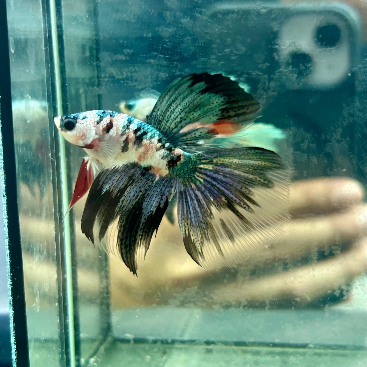 Copper Koi Halfmoon - Male Betta 058