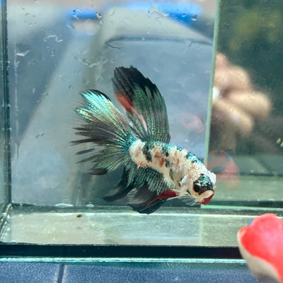 Copper Koi Halfmoon - Male Betta 058