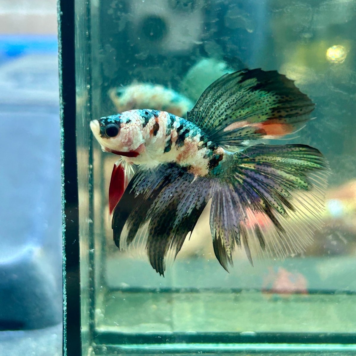 Copper Koi Halfmoon - Male Betta 058