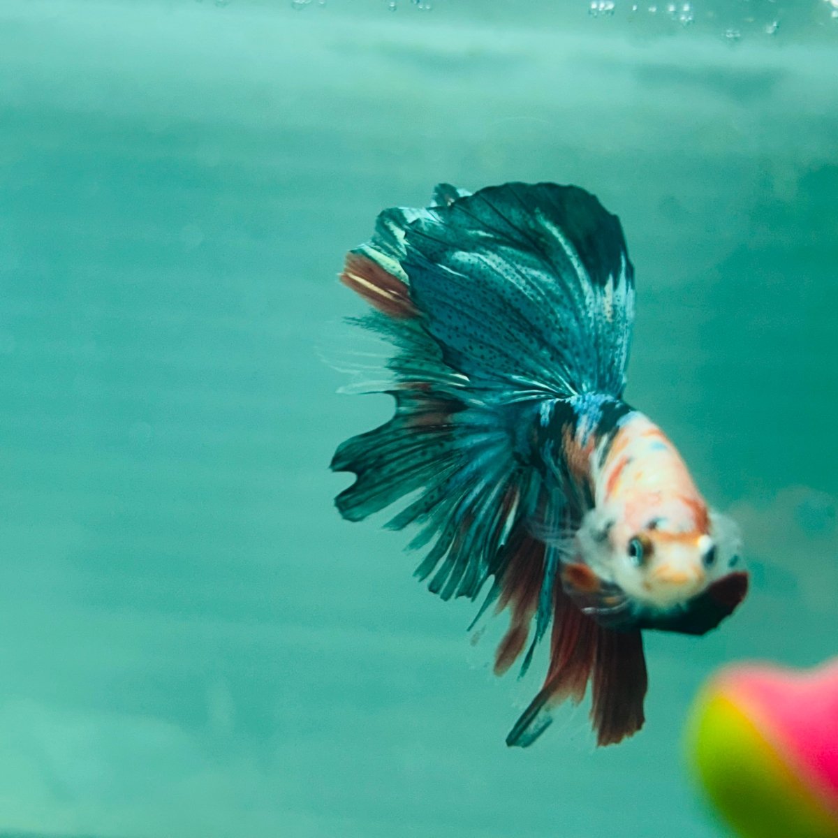 Copper Koi Halfmoon - Male Betta 103