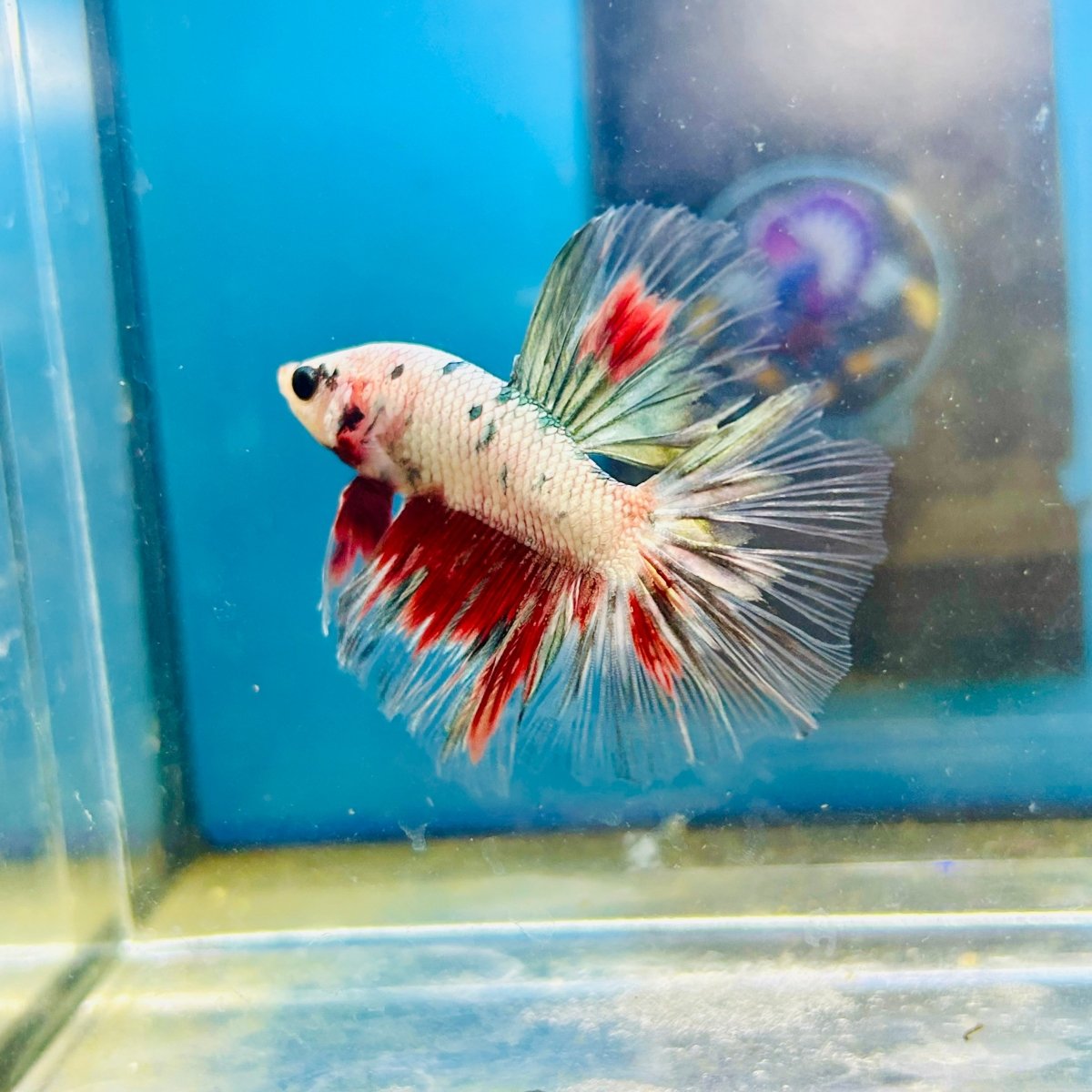 Copper Koi Halfmoon - Male Betta 109