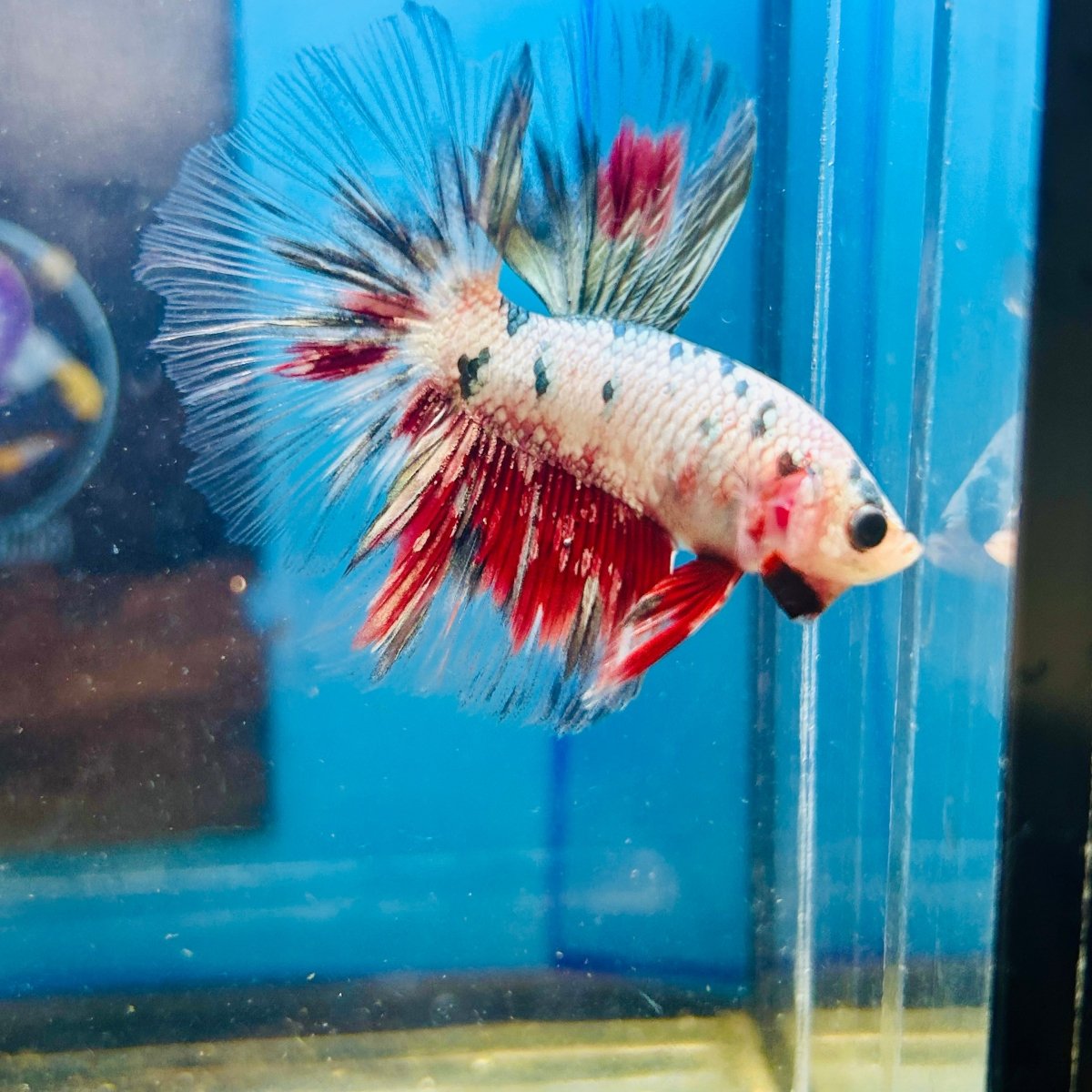 Copper Koi Halfmoon - Male Betta 109