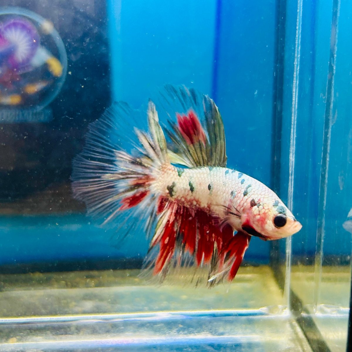 Copper Koi Halfmoon - Male Betta 109
