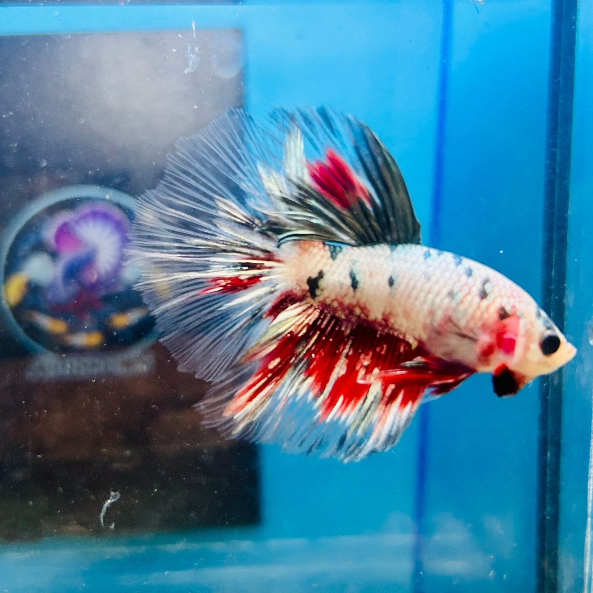 Copper Koi Halfmoon - Male Betta 109