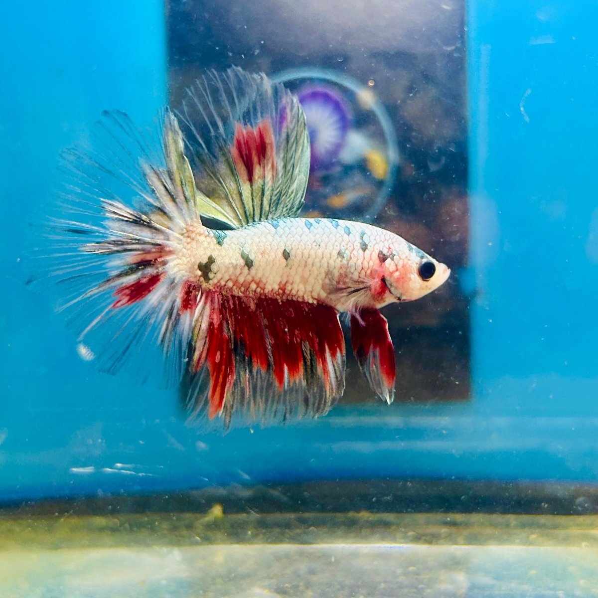 Copper Koi Halfmoon - Male Betta 109