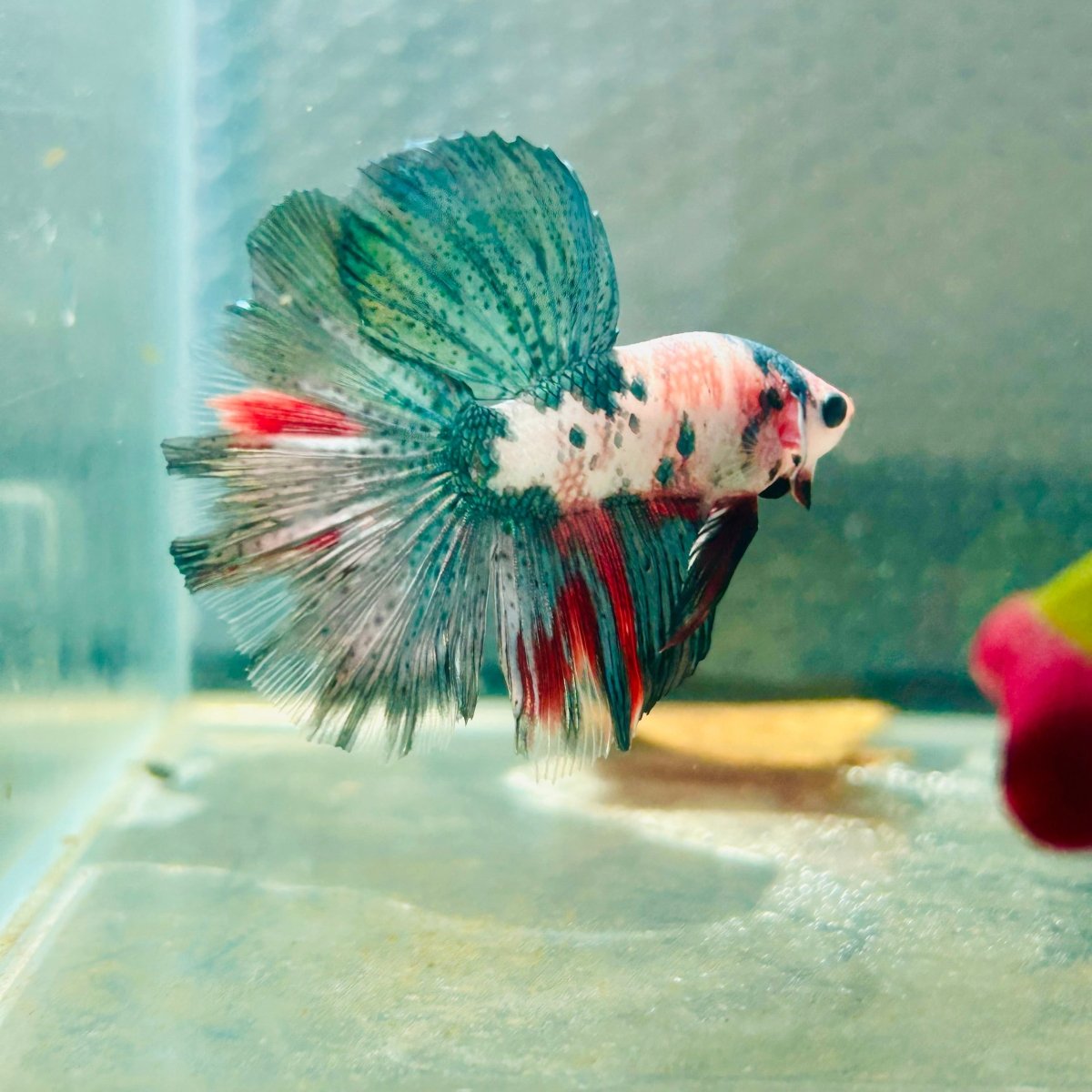 Copper Koi Halfmoon - Male Betta 157