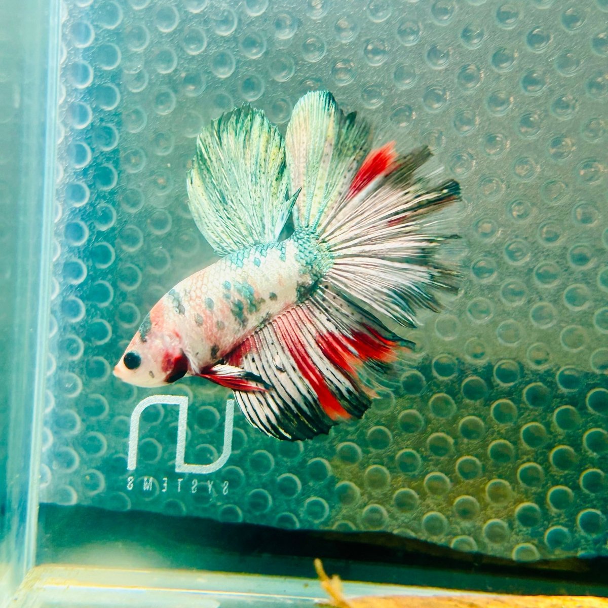 Copper Koi Halfmoon - Male Betta 157