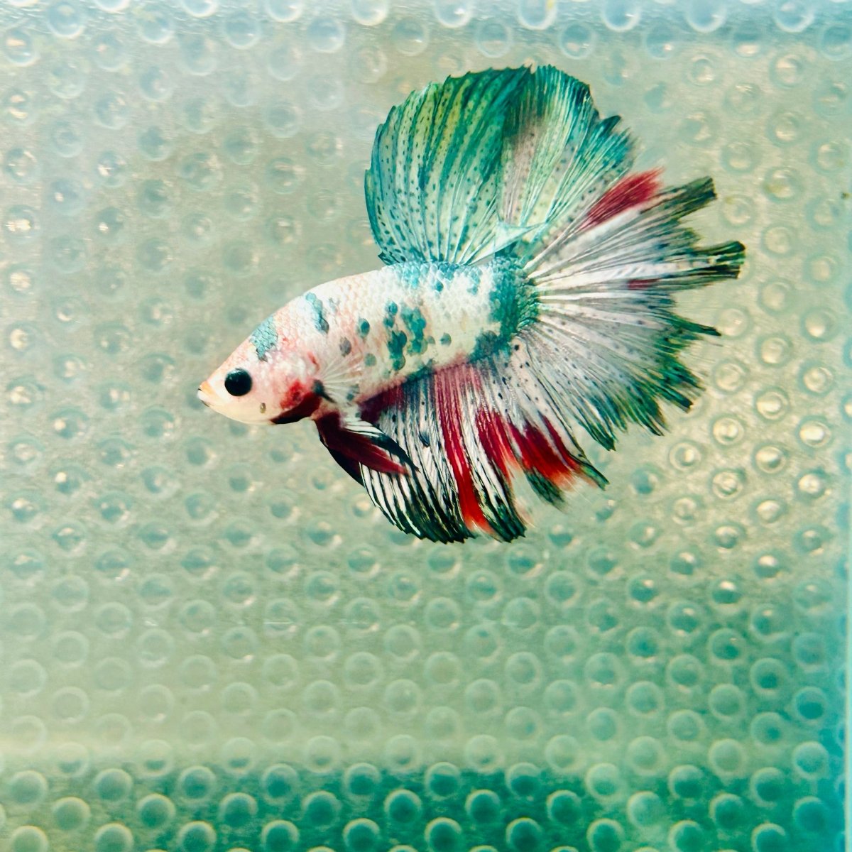 Copper Koi Halfmoon - Male Betta 157