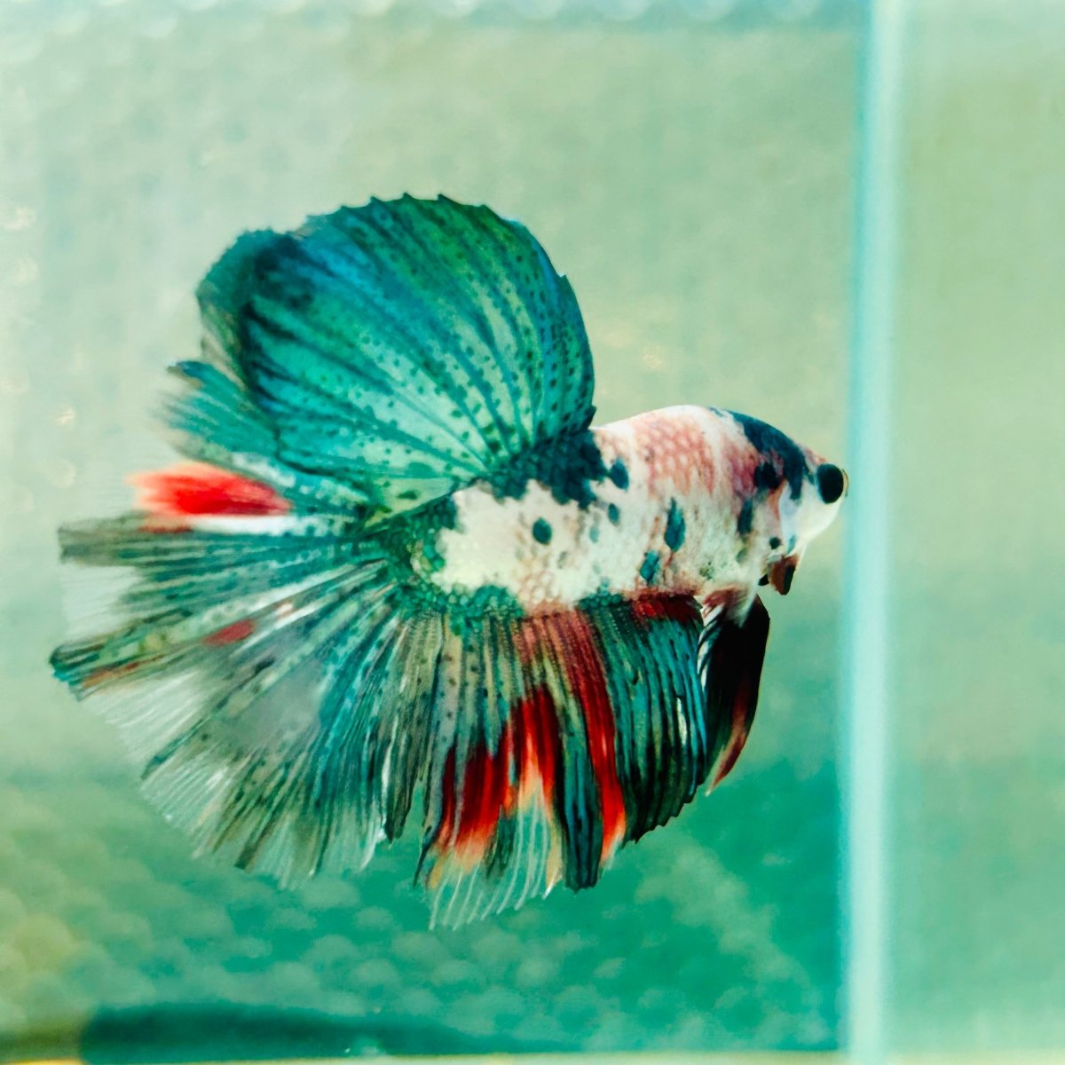 Copper Koi Halfmoon - Male Betta 157