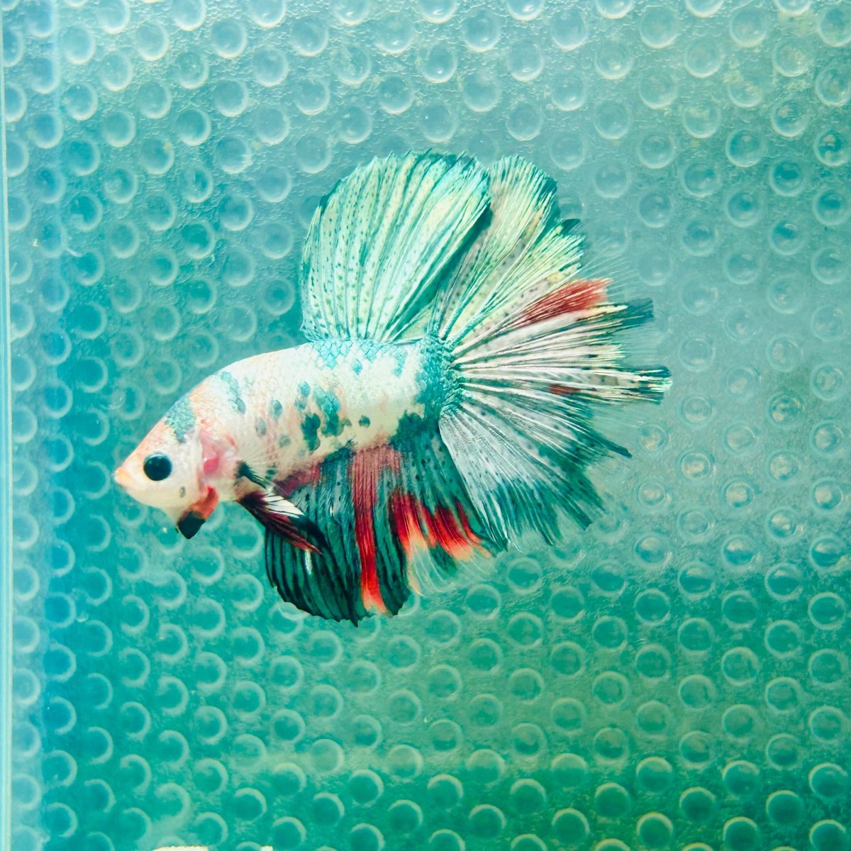 Copper Koi Halfmoon - Male Betta 157