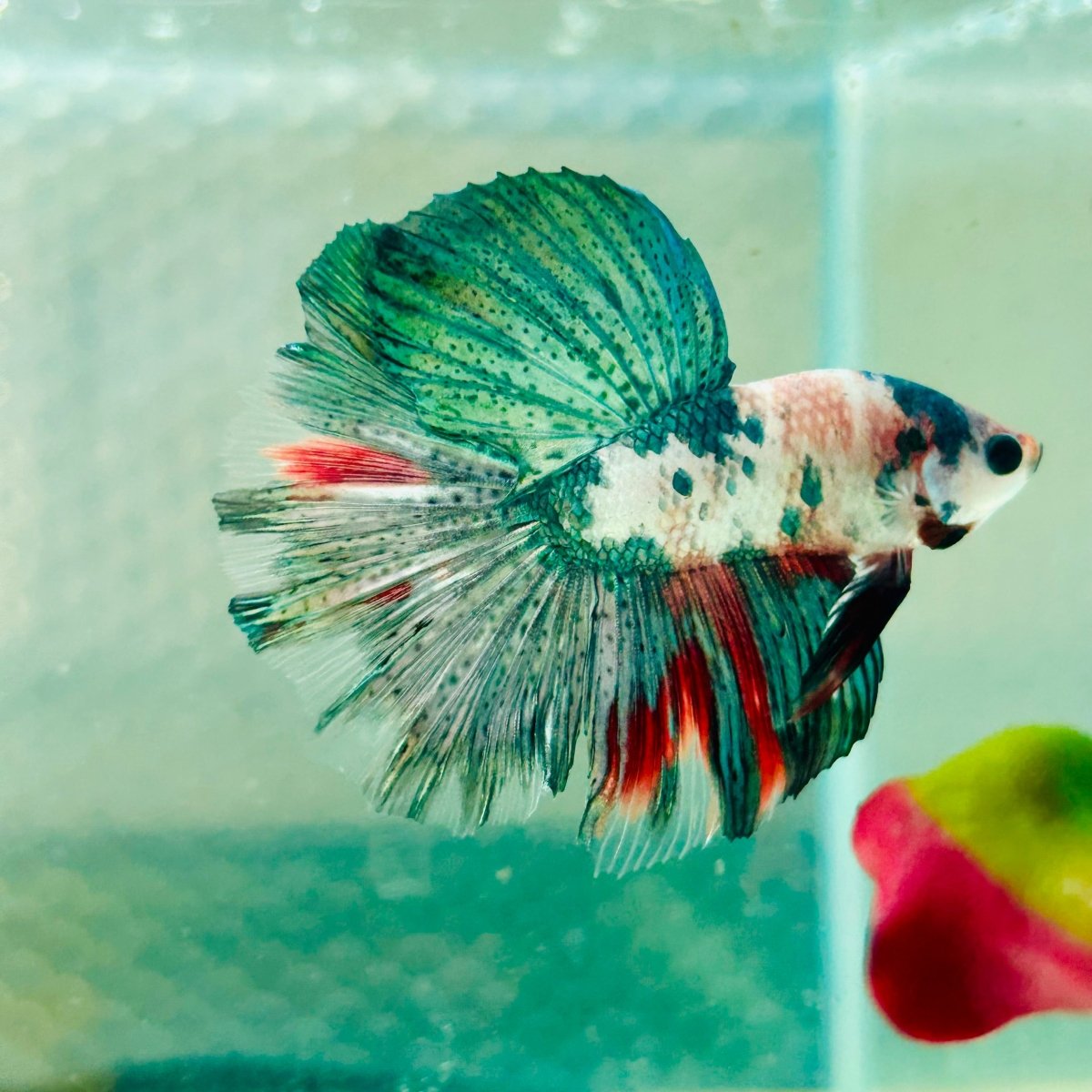 Copper Koi Halfmoon - Male Betta 157