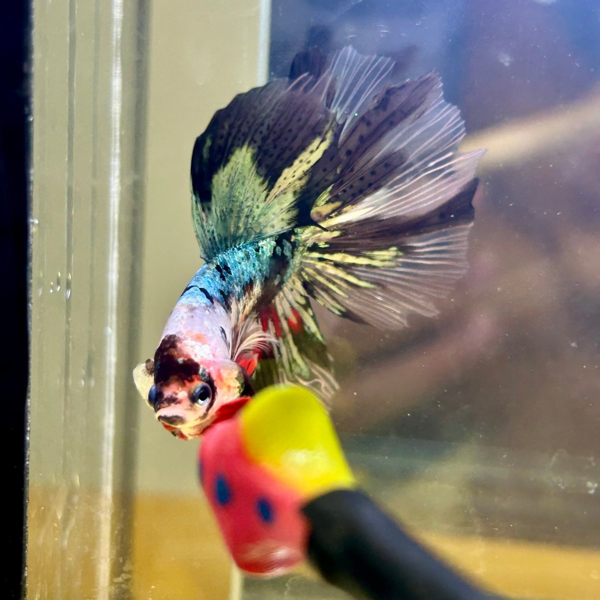 Copper Koi Halfmoon - Male Betta 181