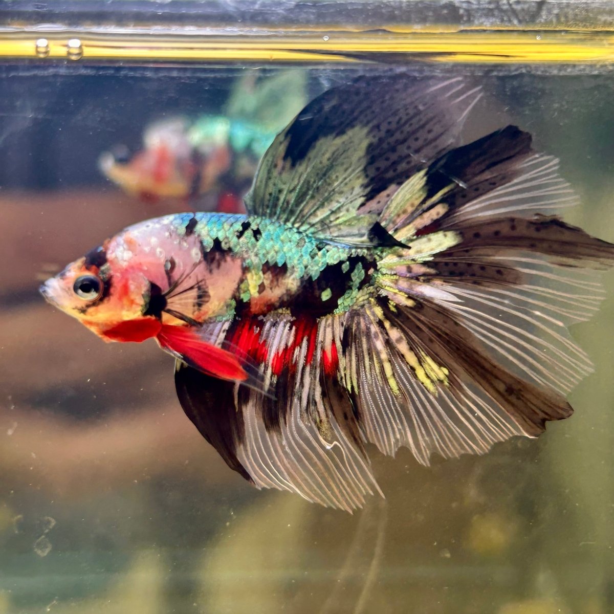 Copper Koi Halfmoon - Male Betta 181