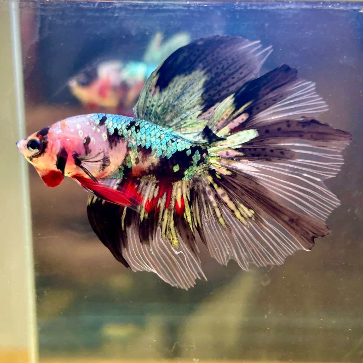 Copper Koi Halfmoon - Male Betta 181