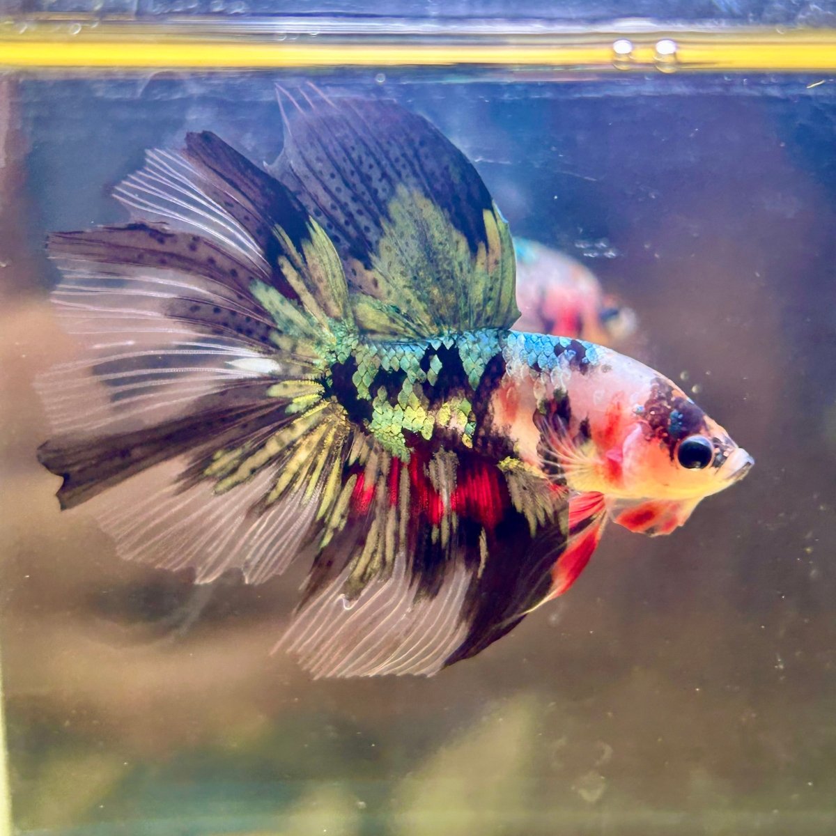 Copper Koi Halfmoon - Male Betta 181