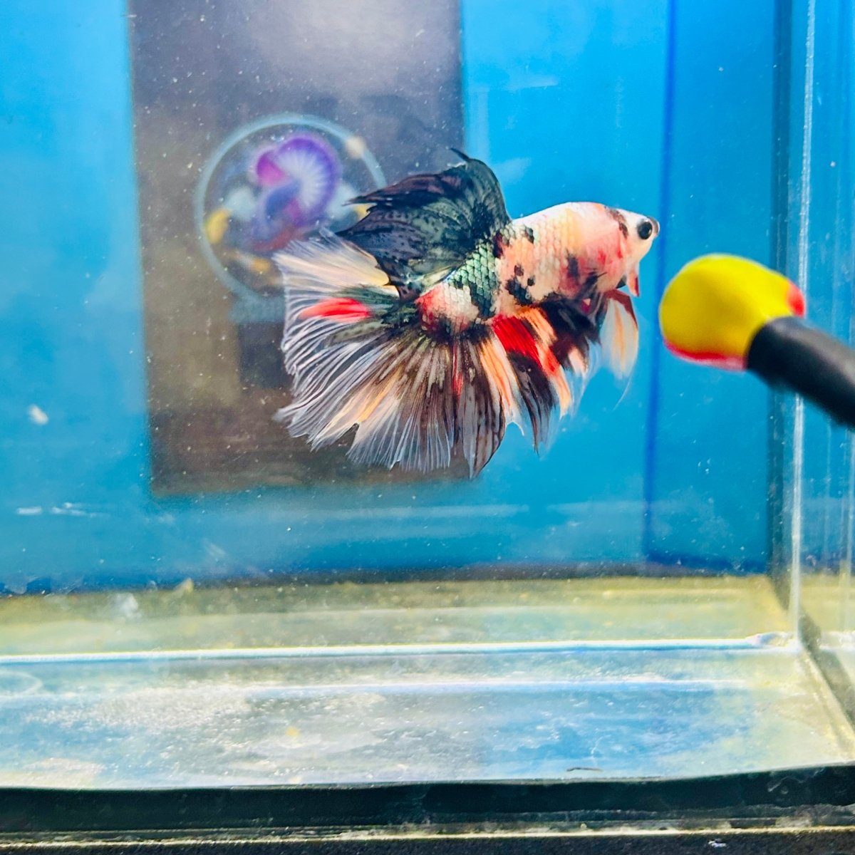 Copper Koi Halfmoon - Male Betta 186
