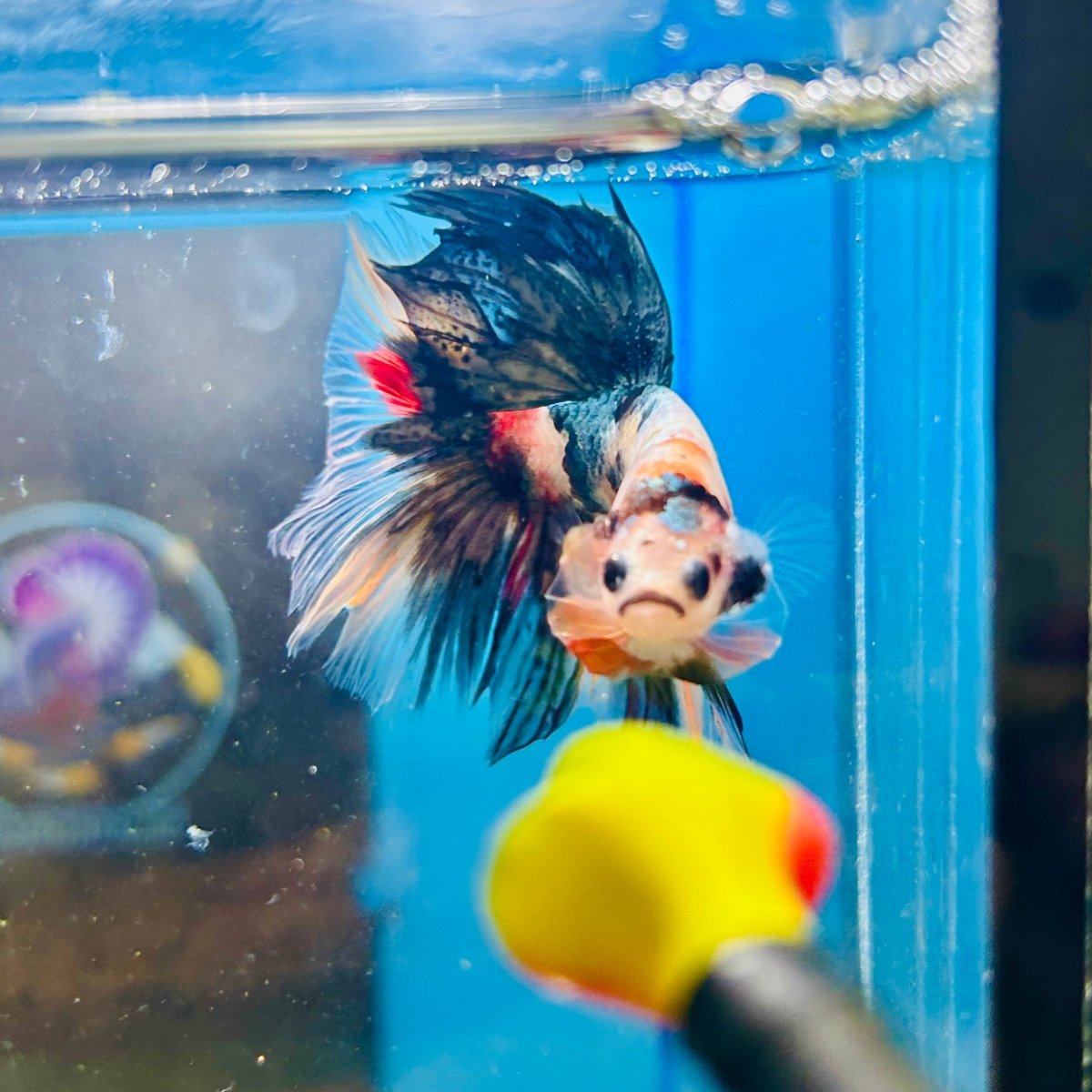 Copper Koi Halfmoon - Male Betta 186