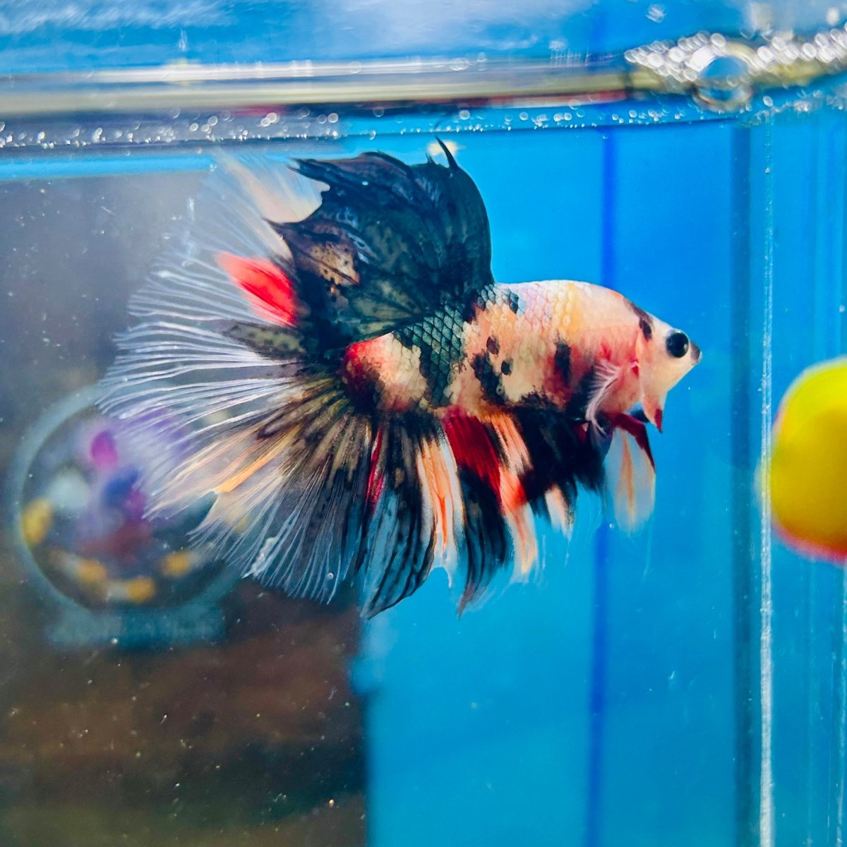 Copper Koi Halfmoon - Male Betta 186