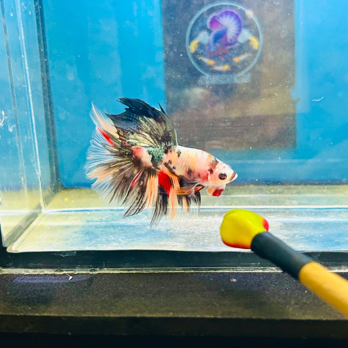 Copper Koi Halfmoon - Male Betta 186