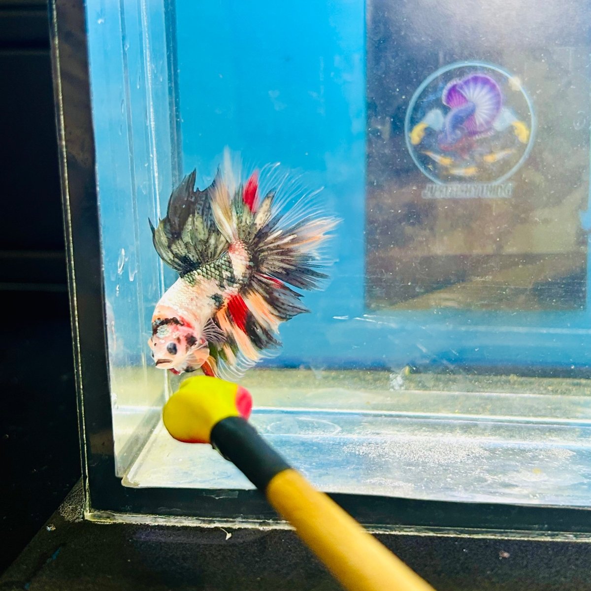 Copper Koi Halfmoon - Male Betta 186