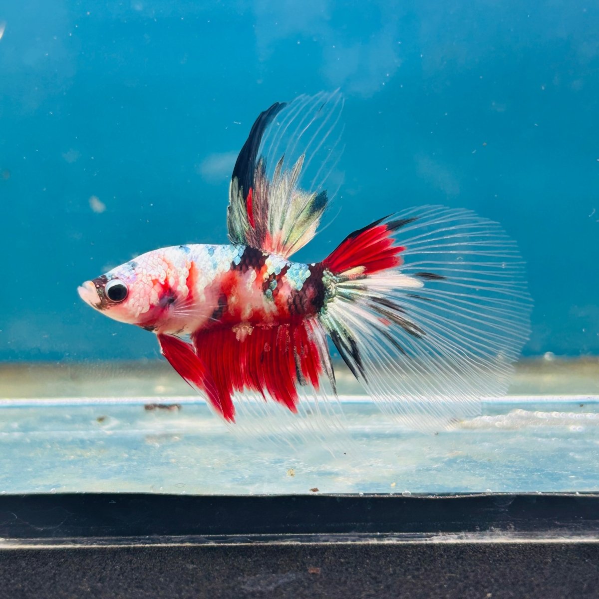 Copper Koi Halfmoon - Male Betta 192