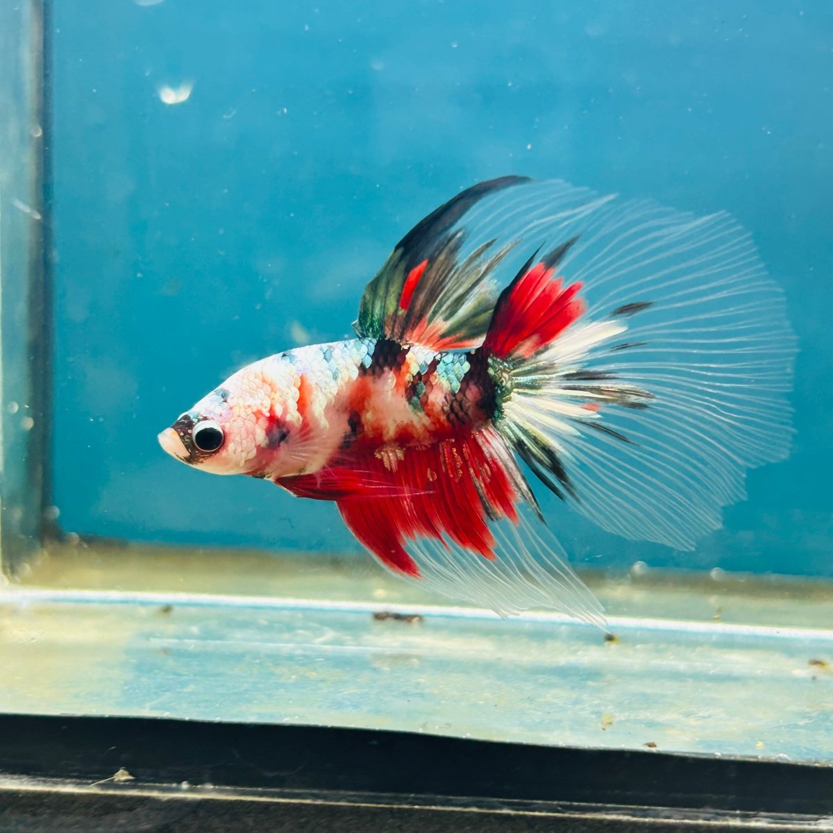 Copper Koi Halfmoon - Male Betta 192