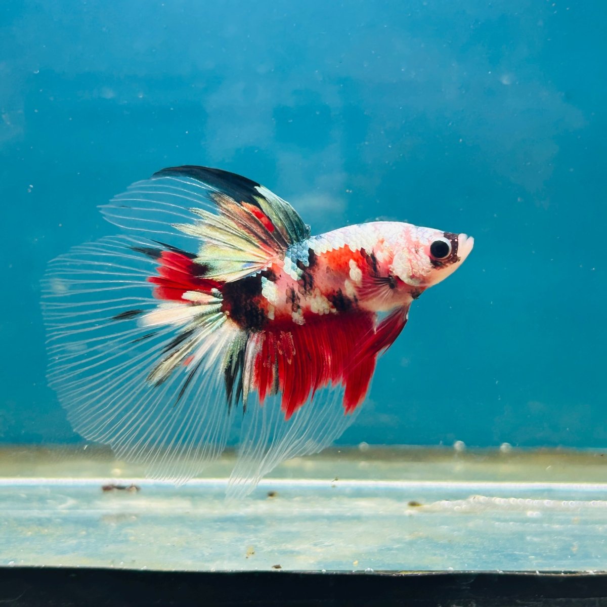 Copper Koi Halfmoon - Male Betta 192