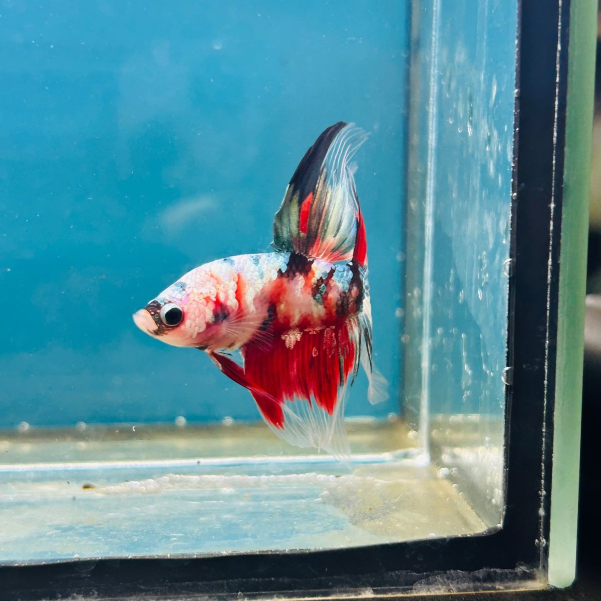 Copper Koi Halfmoon - Male Betta 192