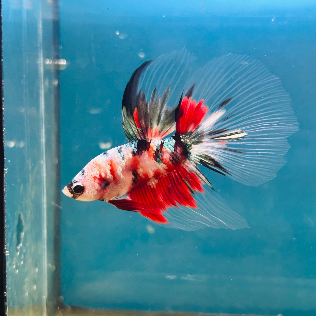 Copper Koi Halfmoon - Male Betta 192