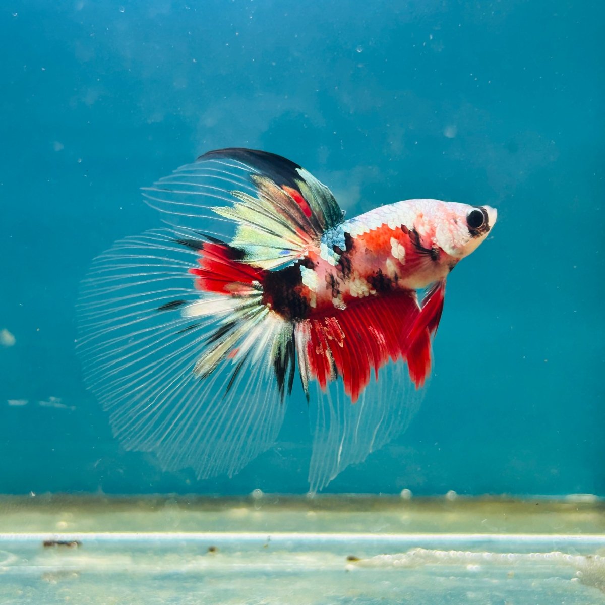 Copper Koi Halfmoon - Male Betta 192
