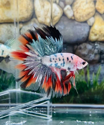 Copper Marble Halfmoon - Male Betta
